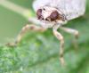 Issus coleoptratus